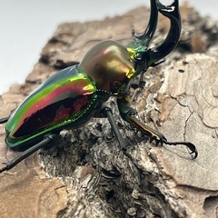 ニジイロクワガタ③の画像