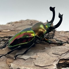 ニジイロクワガタ④の画像