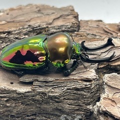 ニジイロクワガタ⑤の画像