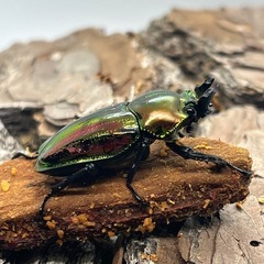 ニジイロクワガタ⑦の画像