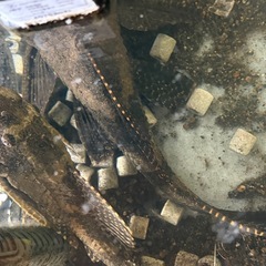 セルフィンプレコさんひき３匹の画像