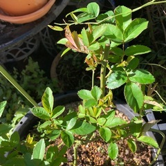 薔薇の鉢植えの画像