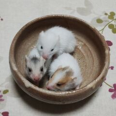 ゴールデンハムスター赤ちゃん