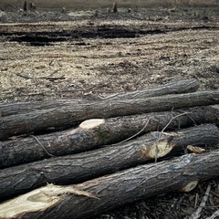 広葉樹原木、端材の画像