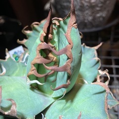 アガベ　シーザーの画像