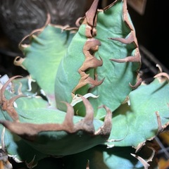 アガベ　シーザーの画像