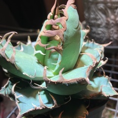 アガベ　シーザーの画像