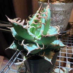 アガベ　シーザーの画像