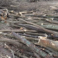 広葉樹原木の画像