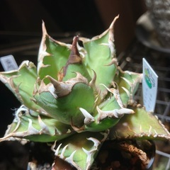 アガベ　赤猫④の画像