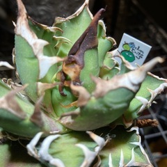 アガベ　赤猫④の画像