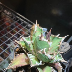 アガベ　赤猫④の画像