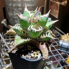 アガベ　赤猫④の画像