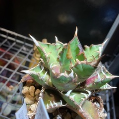 アガベ　赤猫⑤の画像