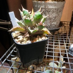 アガベ　赤猫⑤の画像