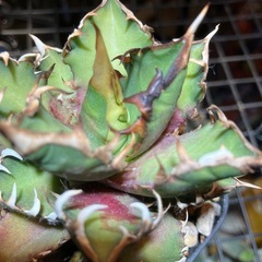 アガベ　赤猫⑤の画像