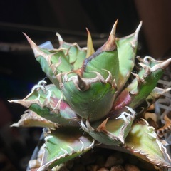 アガベ　赤猫⑤の画像