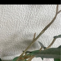 ニトリ フェイクグリーン フィカス　カゴ付きの画像