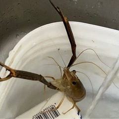 テナガエビ販売　　要予約　SS¥100 S¥150 M¥250 　L¥300 LL¥350の画像