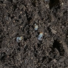 フルストルファーノコギリクワガタ　幼虫10頭セットの画像