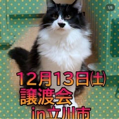 ⭐️🐈‍⬛１２月１３日(土)🎄🐈ウィズマル動物医療センター立川院...