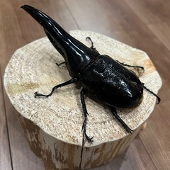 ヘラクレスヘラクレスC68メテオ♂127単の画像