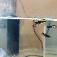 ブラックモーリー(メキシコのメダカ熱帯魚)5匹の画像