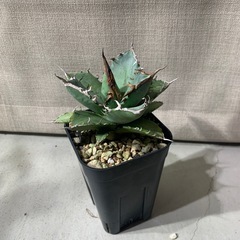 アガベ　チタノタ　osp産　の画像