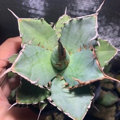 アガベ　チタノタ　osp産　の画像