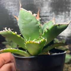 アガベ　チタノタ　osp産　の画像