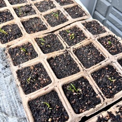 新聞紙くださいm(_ _)m