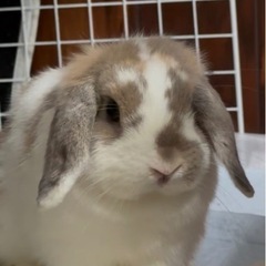 左のうさぎ　ホーランドロップイヤー　♀ 1歳