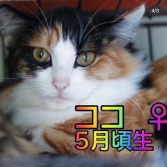 ⭐️🐈‍⬛１２月１３日(土)🎄🐈ウィズマル動物医療センター立川院...