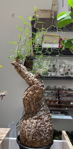 ［譲渡予定 取り置き中］特大株 オペルクリカリア パキプス 現地球 塊根植物 観葉植物