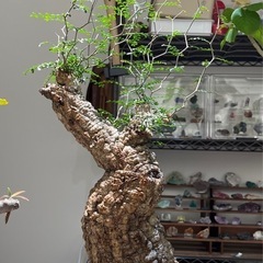 特大株 オペルクリカリア パキプス 現地球 塊根植物 観葉植物の画像