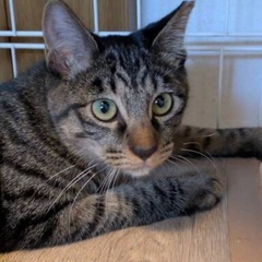 ⭐️🐈１２月１３日(土)🎄🐈‍⬛ウィズマル動物医療センター立川院...