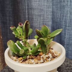 ゴーラム　多肉植物　鉢＆皿付きの画像