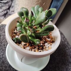 ゴーラム　多肉植物　鉢＆皿付きの画像