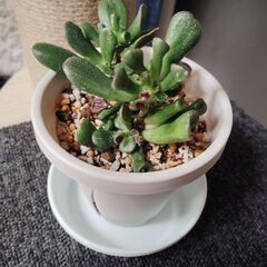 ゴーラム　多肉植物　鉢＆皿付きの画像