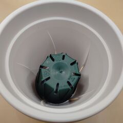 ゴーラム　多肉植物　鉢＆皿付きの画像