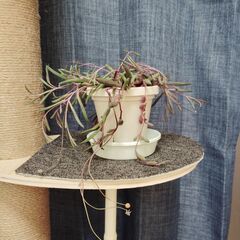 ルビーネックレス　多肉植物　鉢+皿+ルビーネックレスの画像