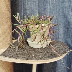 ルビーネックレス　多肉植物　鉢+皿+ルビーネックレスの画像