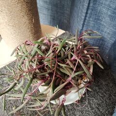 ルビーネックレス　多肉植物　鉢+皿+ルビーネックレスの画像