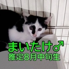 ⭐️🐈１２月１３日(土)🎄🐈‍⬛ウィズマル動物医療センター立川院...