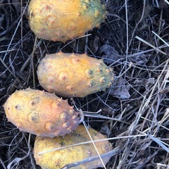 [12/13限定]無農薬　キワーノ　珍しいフルーツ　202512131の画像