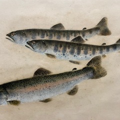 13.14日優先　龍仙筆 淡水魚図 ヤマメとニジマス 写生画の画像