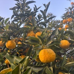 柚子１５個⑧の画像