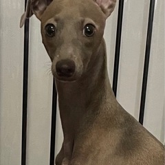 迷子犬探してます（東京/世田谷/鎌田） - 手伝って/助けて