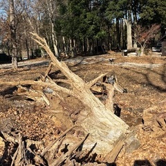 オブジェ素材（杉の切り株）の画像