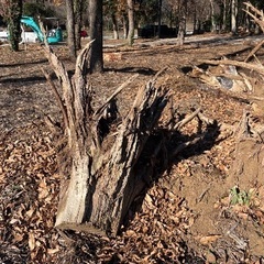 オブジェ素材（杉の切り株）の画像